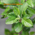18-20 Inch Ruixue Apple Tree Live Indoor Plant-Late-Maturity Dwarf,First-Year Harvest,fruit Tree For Indoors,Home,Gardens Decoration(Pot Not Included)