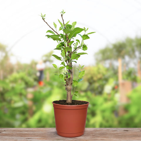 apple plant indoor 18-20 Inch Ruixue Apple Tree Live Indoor Plant-Late-Maturity Dwarf,First-Year Harvest,fruit Tree For Indoors,Home,Gardens Decoration(Pot Not Included)